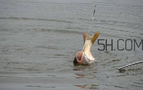 鰱鳙什么時候好釣 鰱鳙什么天氣釣最好 鰱鳙什么時候好釣 鰱鳙什么天氣釣最好