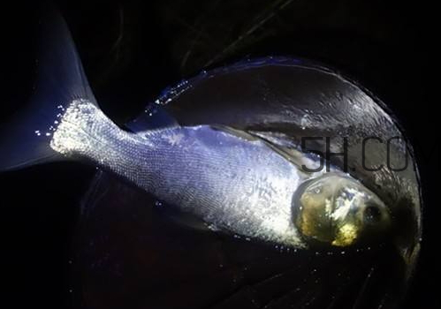 鰱鳙什么時候好釣 鰱鳙什么天氣釣最好 鰱鳙什么時候好釣 鰱鳙什么天氣釣最好