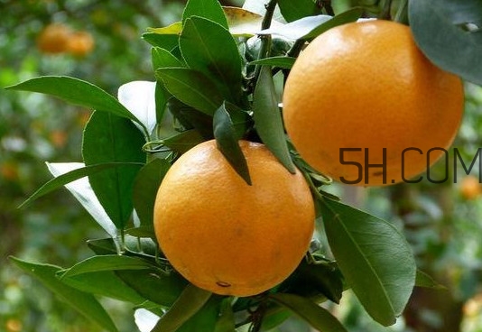 貢柑什么時(shí)候上市？貢柑什么時(shí)候放秋梢