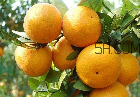 沙糖桔好還是貢柑好？貢柑屬于桔子還是橙子