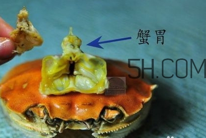 螃蟹的屎在哪里？螃蟹的屎和蟹黃怎么分辨？