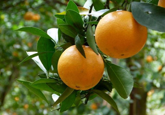 貢柑什么時候上市？貢柑什么時候放秋梢