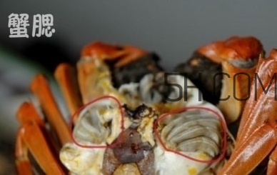 螃蟹的屎在哪里？螃蟹的屎和蟹黃怎么分辨？