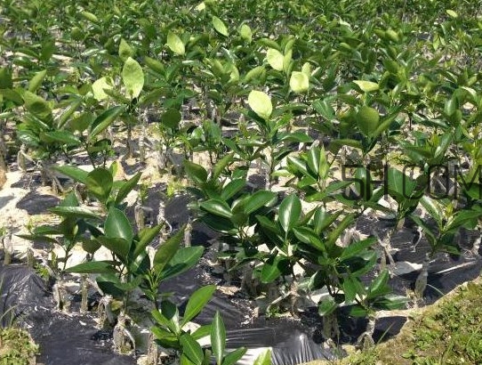 貢柑怎么預(yù)防裂果？貢柑種植管理技術(shù)