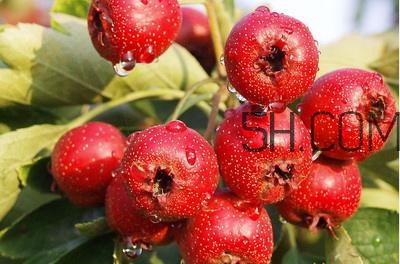 臨產(chǎn)前可以吃山楂嗎？臨產(chǎn)前吃什么有助于順產(chǎn)？