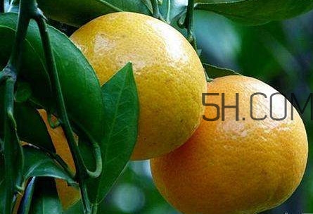 貢柑怎么預(yù)防裂果？貢柑種植管理技術(shù)