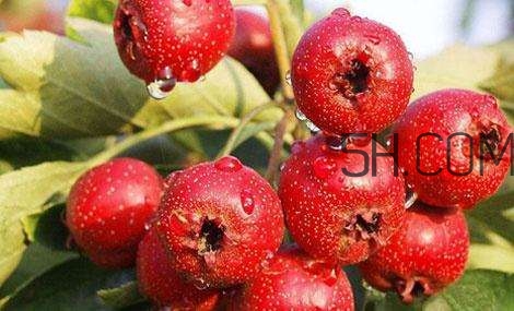 臨產(chǎn)前可以吃山楂嗎？臨產(chǎn)前吃什么有助于順產(chǎn)？