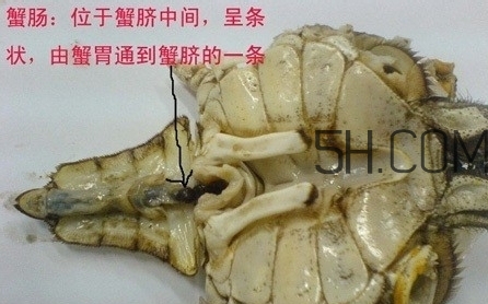 螃蟹的屎在哪里？螃蟹的屎和蟹黃怎么分辨？