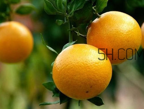 貢柑什么時(shí)候上市？貢柑什么時(shí)候放秋梢