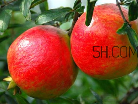 軟籽石榴孕婦可以吃嗎 軟籽石榴寶寶能吃嗎 軟籽石榴孕婦可以吃嗎 軟籽石榴寶寶能吃嗎