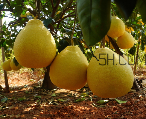 沙田柚不能和什么一起吃 沙田柚孕婦可以吃嗎 沙田柚不能和什么一起吃 沙田柚孕婦可以吃嗎