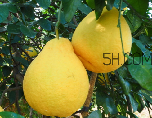 沙田柚不能和什么一起吃 沙田柚孕婦可以吃嗎 沙田柚不能和什么一起吃 沙田柚孕婦可以吃嗎