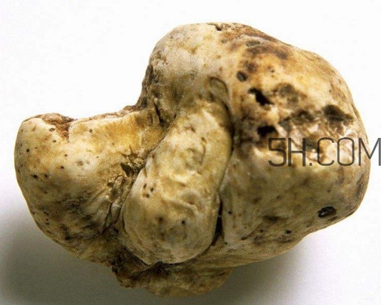 白松露是什么？白松露的功效與作用