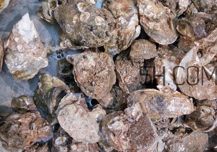 海蠣子有什么營養(yǎng)價值？海蠣子蒸多長時間