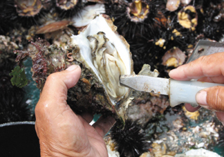 海蠣子壯陽嗎？海蠣子有寄生蟲嗎