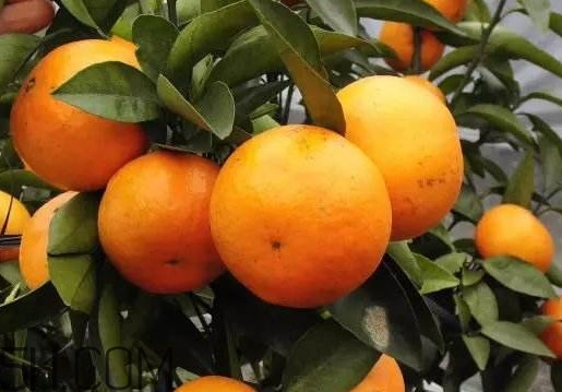 沃柑哪些地方可以種植？吃沃柑上火嗎