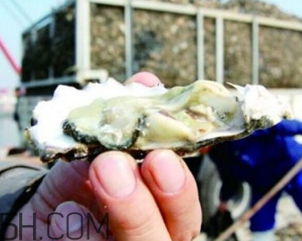 海蠣子是寒性的嗎？海蠣子是蒸還是煮好吃