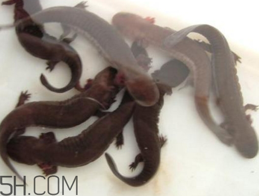 娃娃魚能養(yǎng)嗎？娃娃魚可以活多久