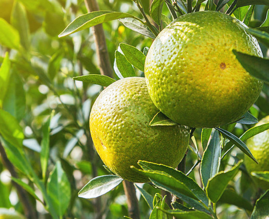 新會(huì)柑哪里的最好？新會(huì)柑什么時(shí)候有