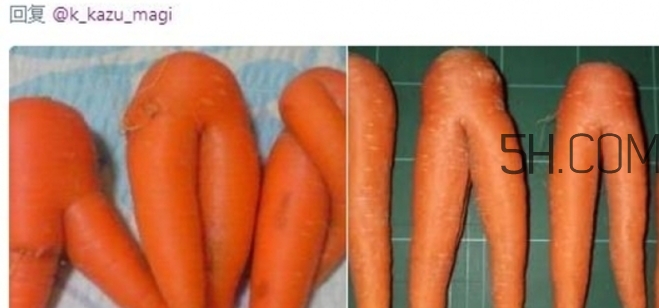 炸雞褲價格多少？炸雞褲多少錢一條