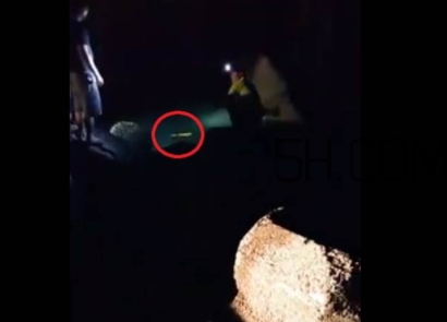 黃金鱸魚是什么品種？黃金鱸魚多少錢一斤