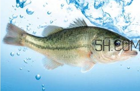 黃金鱸魚是什么品種？黃金鱸魚多少錢一斤