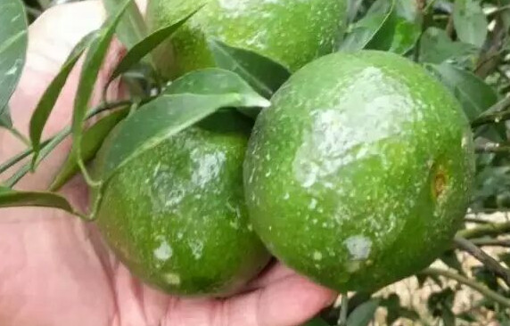 新會(huì)柑哪里的最好？新會(huì)柑什么時(shí)候有