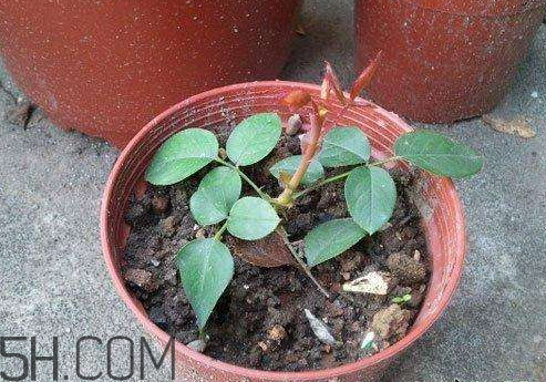 十月份可以扦插月季嗎 月季幾月份扦插最好 十月份可以扦插月季嗎 月季幾月份扦插最好