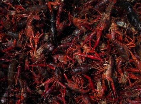 2018年小龍蝦多少錢一斤？2018年養(yǎng)殖小龍蝦的前景