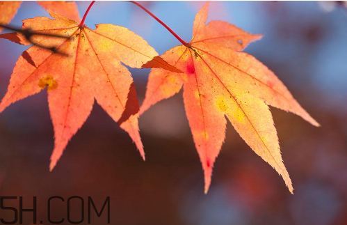 秋天犯困頭暈怎么辦？秋天吃什么補身體？