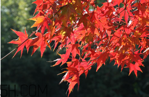 秋季滋補養(yǎng)生越補越好嗎？2017年秋天是幾月份？