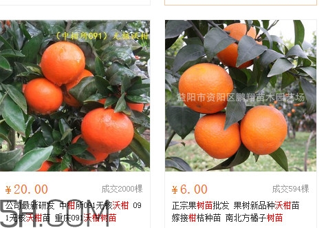 沃柑苗多少錢一株？沃柑為何叫晚熟大王