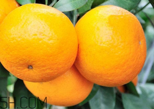 沃柑哪些地方可以種植？吃沃柑上火嗎