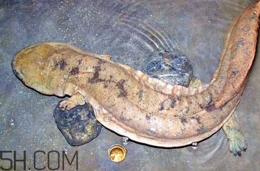 娃娃魚吃什么？娃娃魚是國家?guī)准壉Ｗo動物