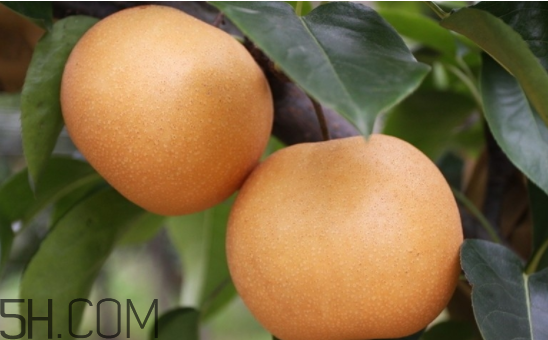 2017年有秋老虎嗎？秋老虎飲食注意事項