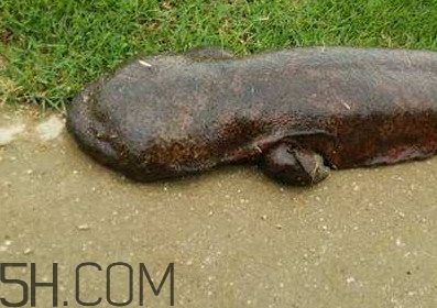 娃娃魚能養(yǎng)嗎？娃娃魚可以活多久