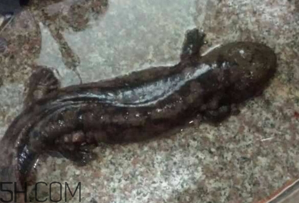 娃娃魚什么時(shí)候會(huì)叫？娃娃魚為什么叫娃娃魚