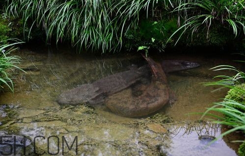 娃娃魚吃什么？娃娃魚是國家?guī)准壉Ｗo動物