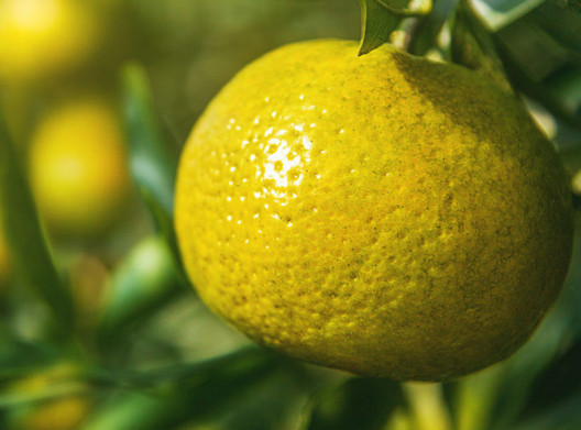 新會(huì)柑哪里的最好？新會(huì)柑什么時(shí)候有