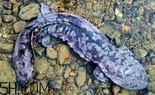 娃娃魚是魚嗎？娃娃魚買賣違法嗎？