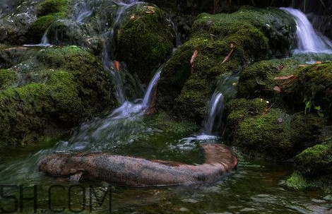 娃娃魚能養(yǎng)嗎？娃娃魚可以活多久