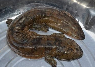 娃娃魚是魚嗎？娃娃魚買賣違法嗎？