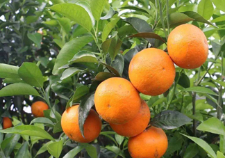 沃柑苗多少錢一株？沃柑為何叫晚熟大王