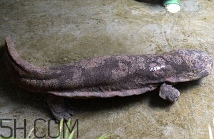 娃娃魚是卵生還是胎生？娃娃魚能在陸地上生活嗎