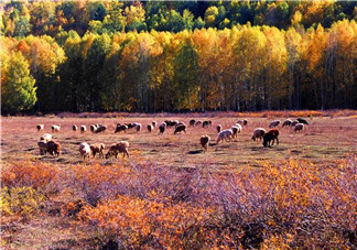 秋天早上能吃姜嗎？秋天喝什么蜂蜜好？
