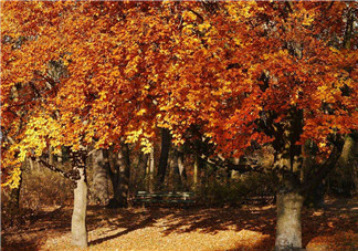秋天吃什么蔬菜比較好？秋天喝蜂蜜的注意事項