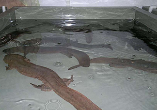 娃娃魚什么時候會叫？娃娃魚為什么叫娃娃魚