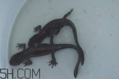 娃娃魚什么時(shí)候會(huì)叫？娃娃魚為什么叫娃娃魚