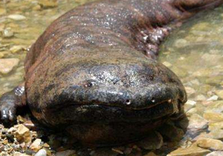 娃娃魚吃什么？娃娃魚是國家?guī)准壉Ｗo(hù)動物