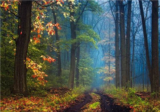 秋天的茄子可以吃嗎？秋天喝檸檬水注意事項(xiàng)